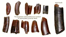 slothparamylodonteethjuvenile.webp