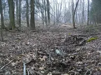 FEB 11TH 2 COPPERS AND COLONIAL SILVER 002.webp