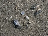In Situ 1.webp