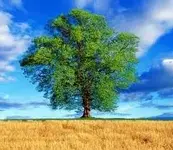 images.webp
