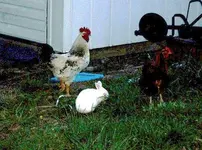 100_0054[1].webp