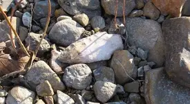 002.webp