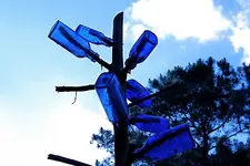 milk of magnesia tree.webp