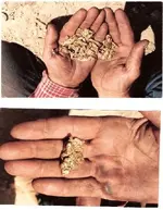 Hands of gold 2.webp