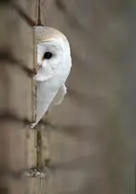 Birds #1.webp