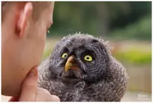 Birds #2.webp