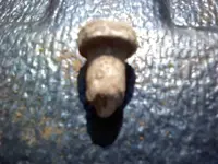 Josh\'s Carved Bullet 2-27-12.webp