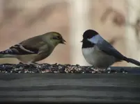 WV Birds 029.webp