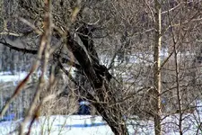 1-31f.webp