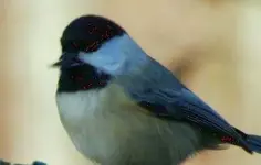 WV Birds 029.webp