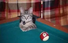 396030_10150493974484527_697274526_8640543_1883106503_n.webp