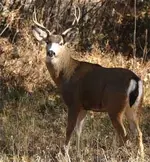 Blacktail.webp