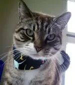 Cats 051_edited.webp