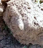 3 Ringer in Dirt as dug.webp
