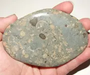 echinoids012.webp