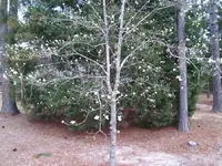 dogwood 1.webp