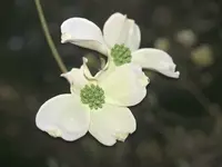 dogwood 2.webp