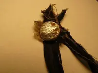 008Last finds in Ky..webp