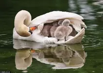 Birds 001.webp