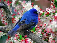 Birds 002.webp