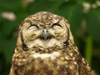 Birds 003.webp