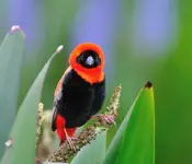 Birds 005.webp