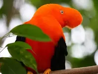 Birds 008.webp