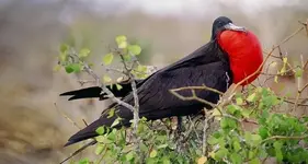 Birds 009.webp