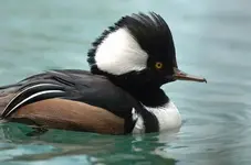 Birds 011.webp