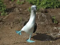 Birds 012.webp
