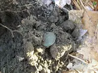 DEC 29TH HUNT WITH GROUP 3 COPPERS 003.webp