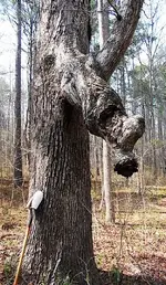 treasure_tree.webp