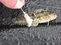 catch of the day.webp