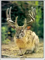 jackolope.webp
