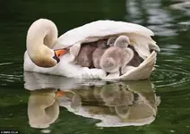 ducks.webp