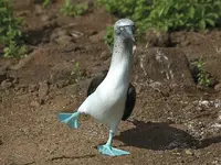 bird.webp