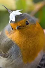 flower bird.webp