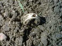 dolphinring.webp