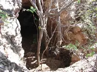 tree.webp