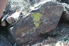 lichen-lookoutmt.webp