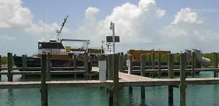 sea robin 7.webp
