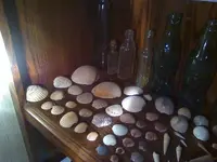 Seashells2.webp