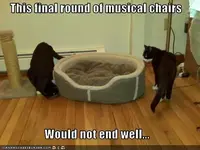 chairs.webp