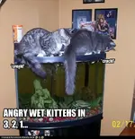 funny-pictures-cat-angry-wet-kittehs.webp