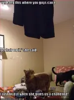 funny-pictures-cat-ill-hang-this.webp