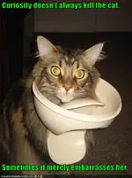 funny-pictures-cat-is-embarrassed.webp