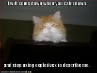funny-pictures-cat-i-will-come-down.webp
