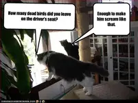 funny-pictures-cats-look-out-window.webp