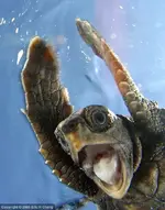 Up up and away.webp