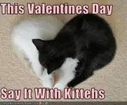 funny-pictures-kittens-sleep-in-heart-shape.webp
